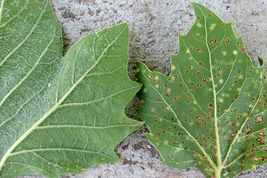 Fig. 8 Top and bottom of sycamore leaves damaged by sycamore plant bug on left and scale on right.