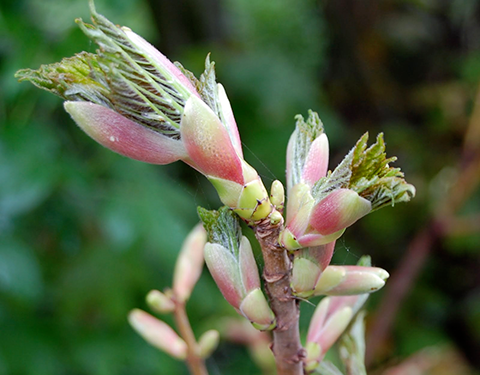 Fig. 9. Example of bud break for sycamore or London planetree. The amount of time from bud swell to full leaf emergence can be as short as five days