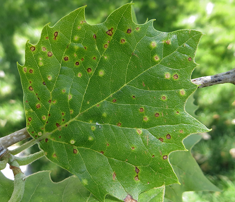 Fig. 1. Sycamore scale damage to foliage. Yellow and brown spots are commonly seen on leaves where scales are feeding.  