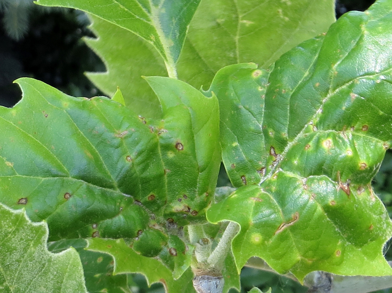 Fig. 5 Stunted and deformed leaves from early spring feeding at bud break.
