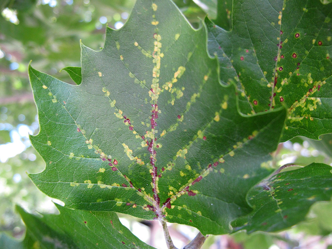 Fig. 6 Yellow and brown spots where scales feed along leaf veins on the undersides of leaves.