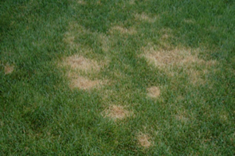 Fig. 2. Patches can occur in successive years with the smaller spots coalescing into larger areas reaching diameters of three feet or more.
