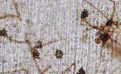 Fig. 3. The pathogen invades root cells using infection structures called hyphopodia. The take-all fungus can be characterized by the presence of simple hyphopodia. Image courtesy of Holly Thornton, University of Georgia, Bugwood.org.