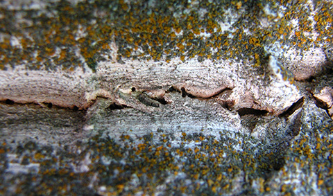Fig. 3. Exit holes caused by the walnut twig beetle