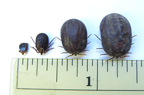 Fig. 9. Tick engorgment stages from unfed (left) to fully engorged (right)