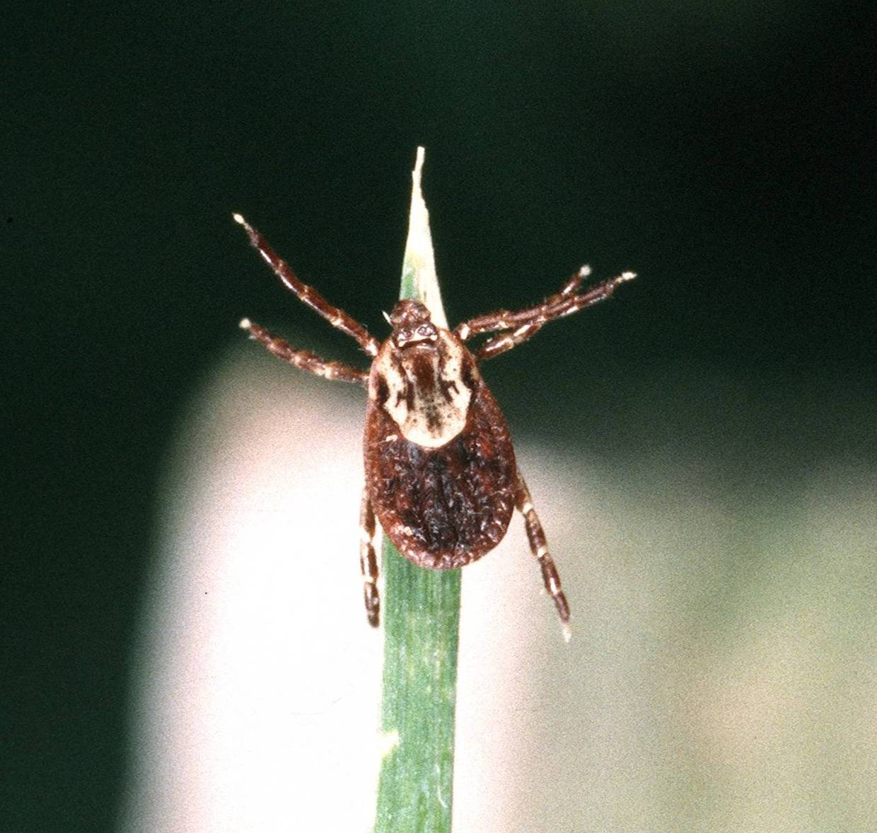 Fig. 8. Adult tick "questing" by waiting on vegetation for a passing host