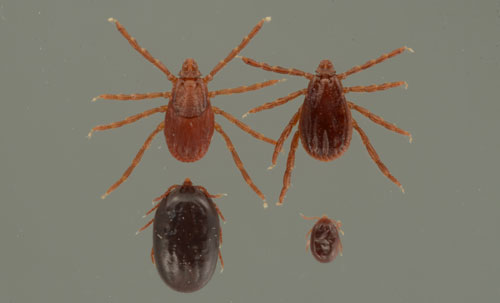 Fig. 4. Brown dog tick life stages: dult female (top left); adult male (top right); engorged nmph (bottom left); and engorged larva (bottom right)