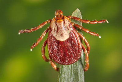 Fig. 1. Rocky Mountain wood tick female adult