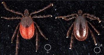 Fig. 6. Western blacklegged tick adult female (left) and adult male (right)