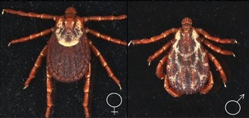 Fig. 3. Rocky Mountain wood tick adult female (left) and adult male (right)