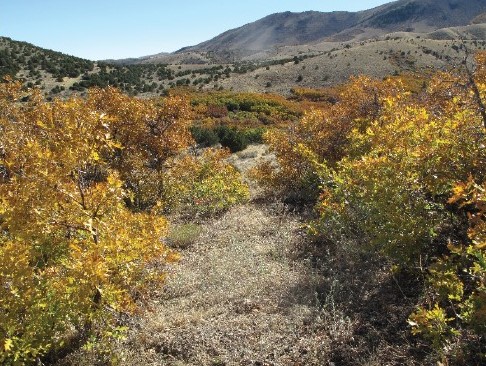 Fig. 2. Typical tick habitat in Utah