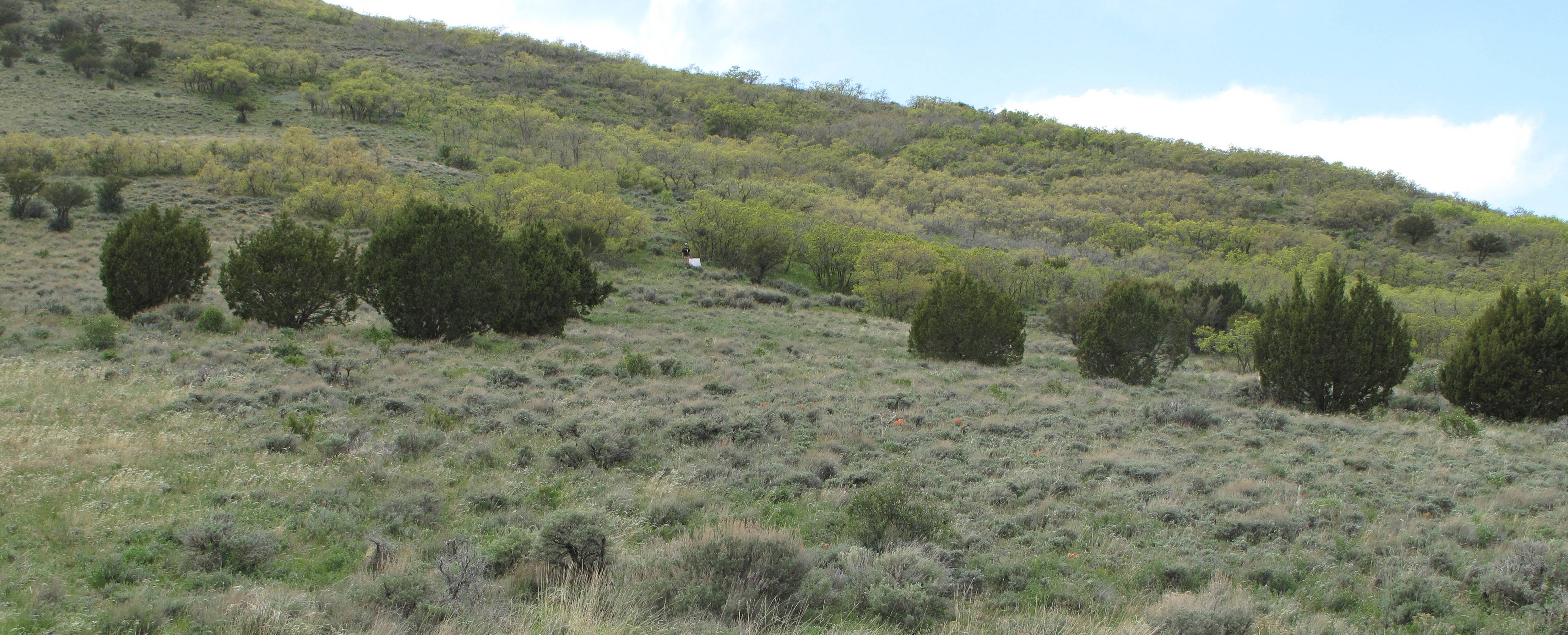 Fig. 7. Tick habitat containing (Juniperis spp.), big sagebrush (Artemisia tridentata), black sagebrush (Artemisia nova), and grasses