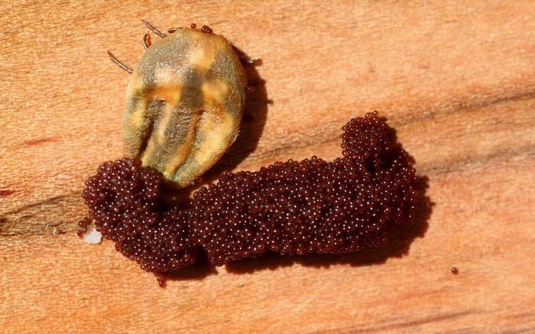 Fig. 5. Female winter fern tick with eggs