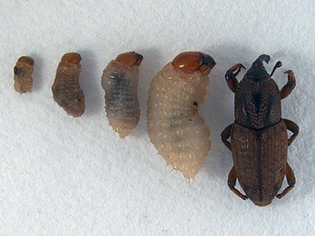 Fig. 5. Billbug larvae resemble small (1/4 - 1/2 in. long) grains of puffed rice with a brown head.