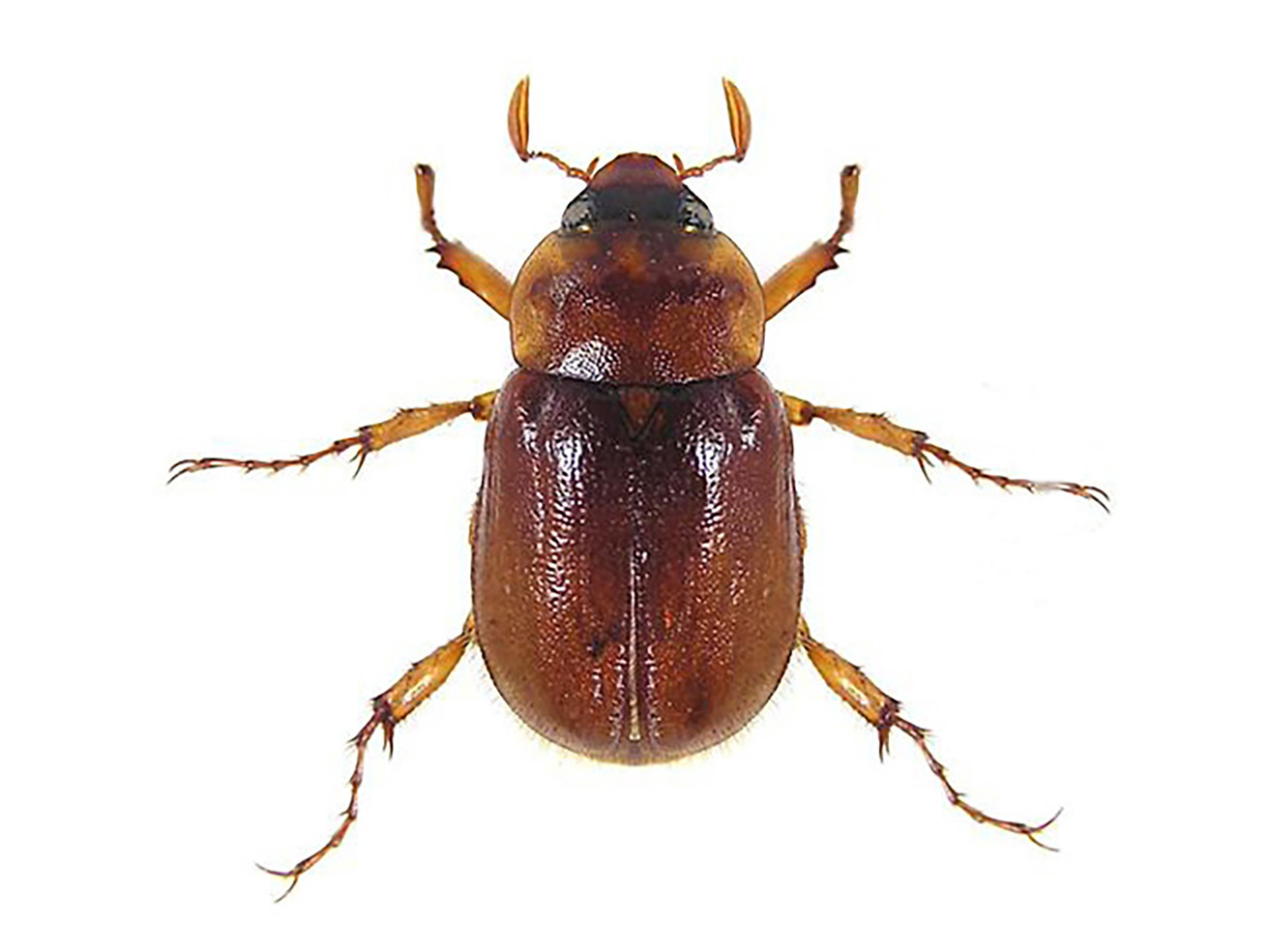 Fig. 3. May/June beetle.