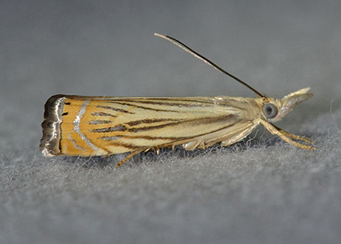 Fig. 7. Adult moth of the subterranean sod webworm (aka cranberry girdler).
