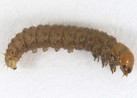 Fig. 9. Sod webworm larva.