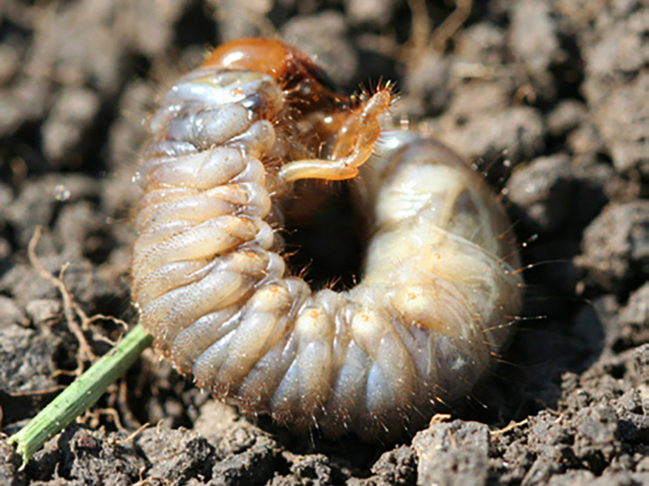 Fig. 2. The white grub immature stage (larva) forms a C-shape when at rest in the soil. Image courtesy of Erin Hodgson, Department of Entomology, Iowa State University.