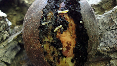 Walnut husk fly larvae feeding in walnut husk. Decayed husks are difficult to remove and cause nut-shell staining.