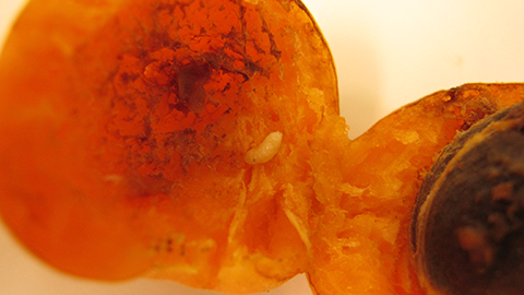 Walnut husk fly larva tunneling in ripe apricot fruit