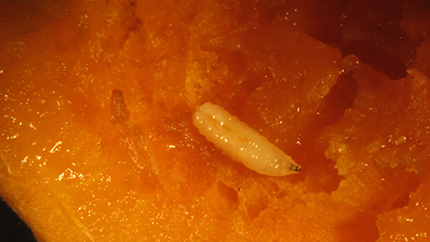 Close-up of walnut husk fly larva. Note the tapered head with two black mouth hooks.