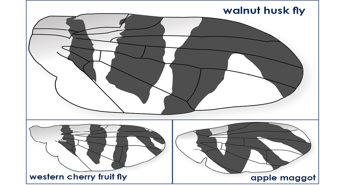 Comparison of wing banding patterns for walnut husk fly, western cherry fruit fly, and apple maggot.
