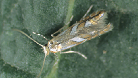 Adult moths are tiny (1/8 to 1/5 inch long) and can be found resting on leaves and flying in the orchard. Image courtesy of E. Beers, Washington State University).