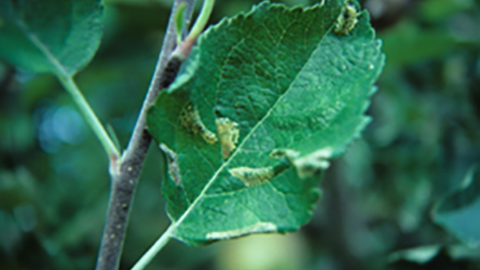 Apple leaf with western tentiform leafminer tissue-feeding mines. Image courtesy of J. Brunner, Washington State University.