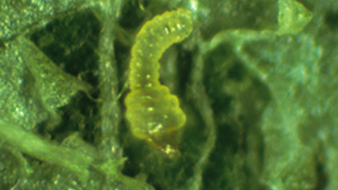 Sap-feeding larva within its mine.  Image courtesy of J. Brunner, Washington State University.