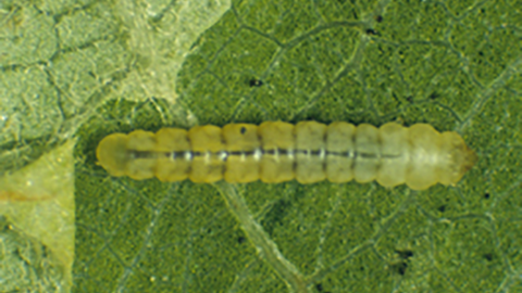Tissue feeding larva forms tent-like mines. Image courtesy of E. Beers, Washington State University.