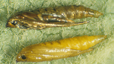 Mature pupa (above) and newly formed, light-colored pupa (below). Image courtesy of E. Beers, Washington State University.