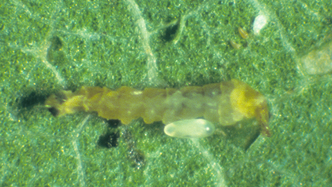 Larva of the parasitic wasp, Pnigalio flavipes, feeding on a tentiform leafminer larva (above). Image courtesy of J. Brunner, Washington State University.