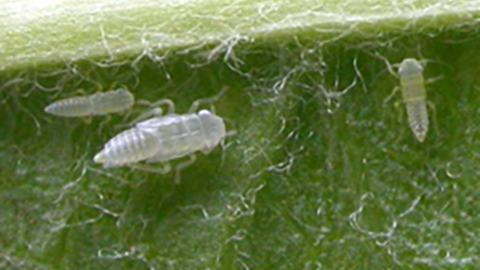 White apple leafhopper nymphs can be found on the undersides of leaves