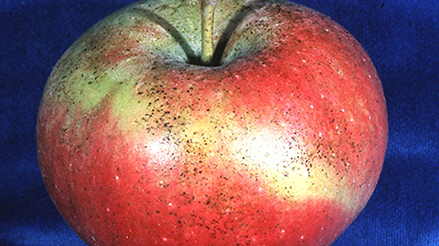 “Tar spots,” excrement of white apple leafhopper, on apple fruits can be a contamination problem. 