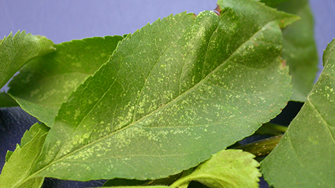 Leafhoppers cause white mottling of host leaves; they suck plant sap and remove chlorophyll