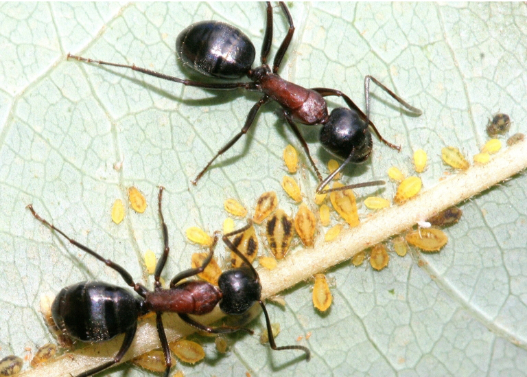 field ant workers