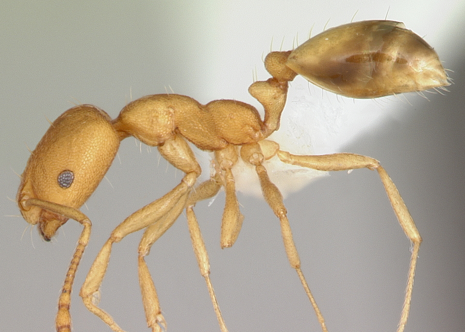 Adult Pharaoh ant