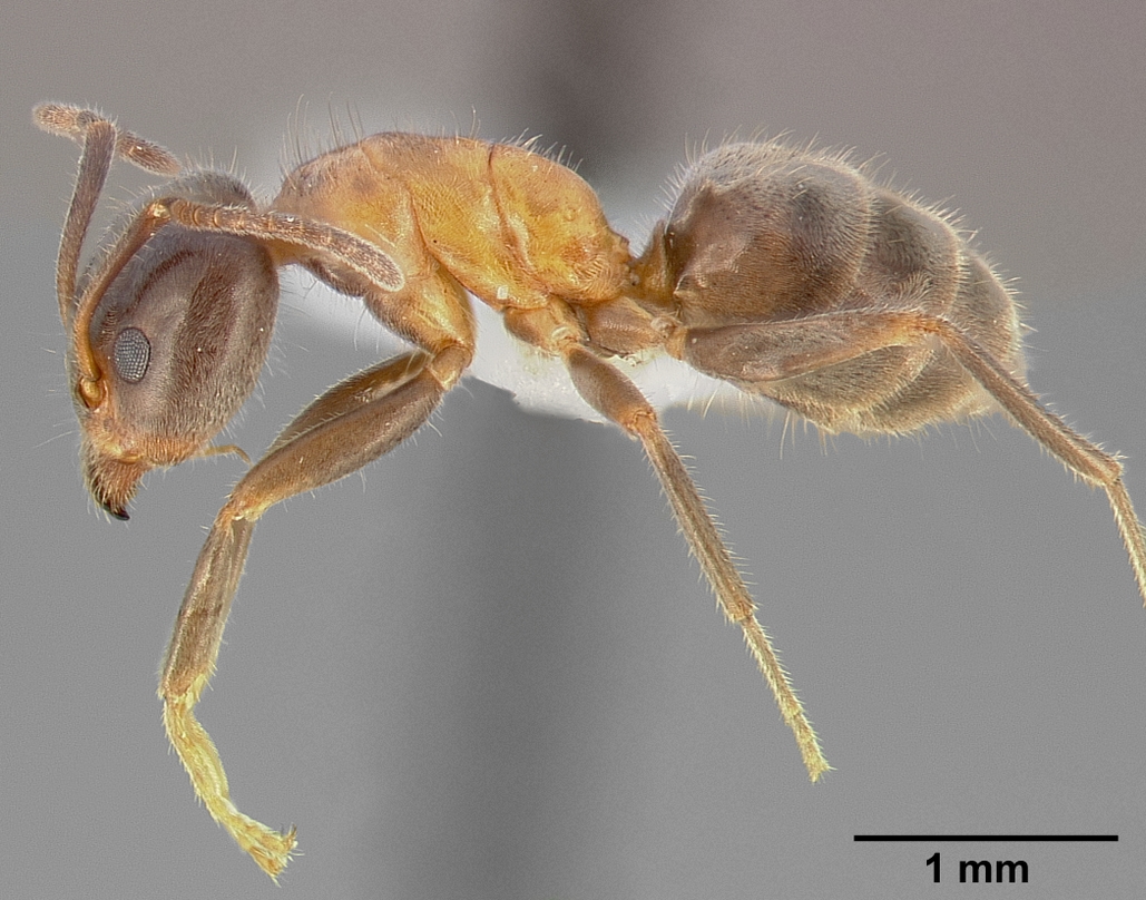 Velvety tree ant
