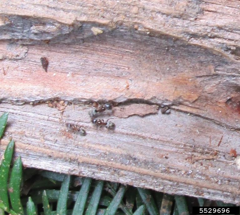 Velvety tree ant