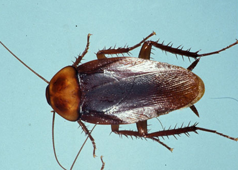 Adult American cockroach 