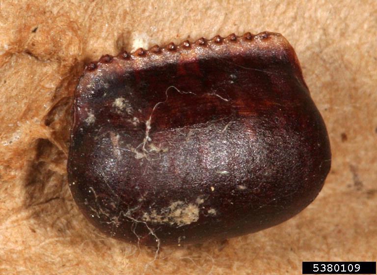 American cockroach egg case