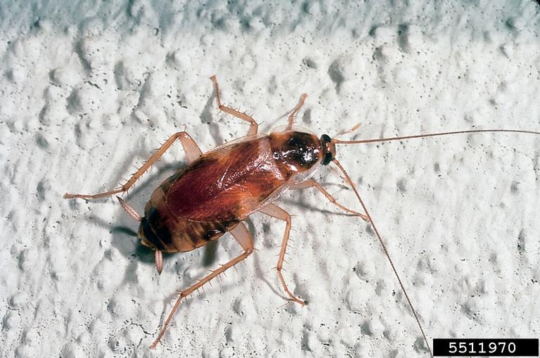 Adult brown banded cockroach 