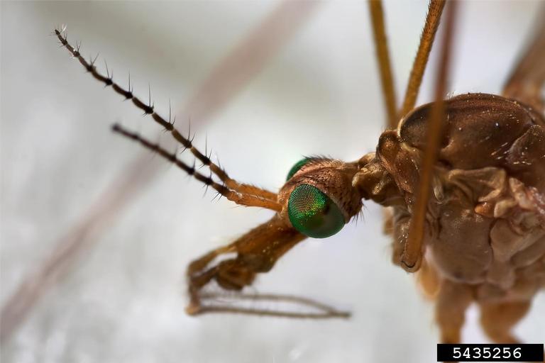 Close-up of a crane fly