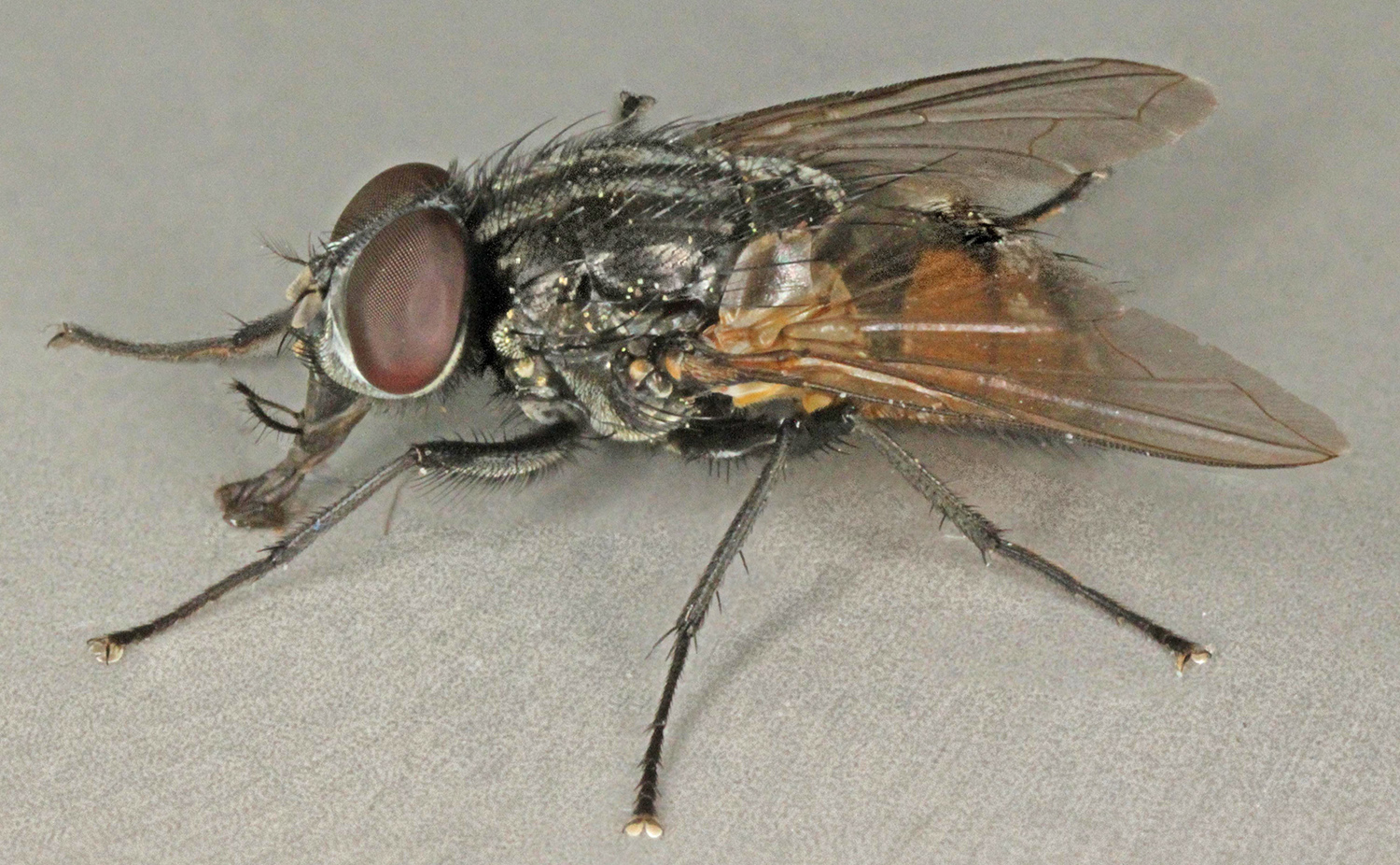 Face fly:(Janet Graham, Wikimedia Commons)
