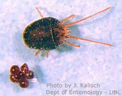 Clover Mite with eggs