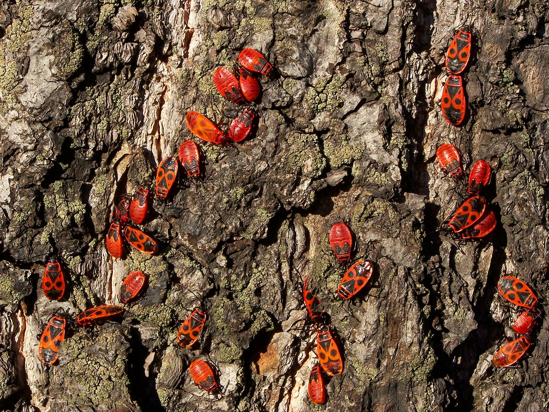 Red fire bug adults and nymphs (Lestat, Wikimedia Commons)