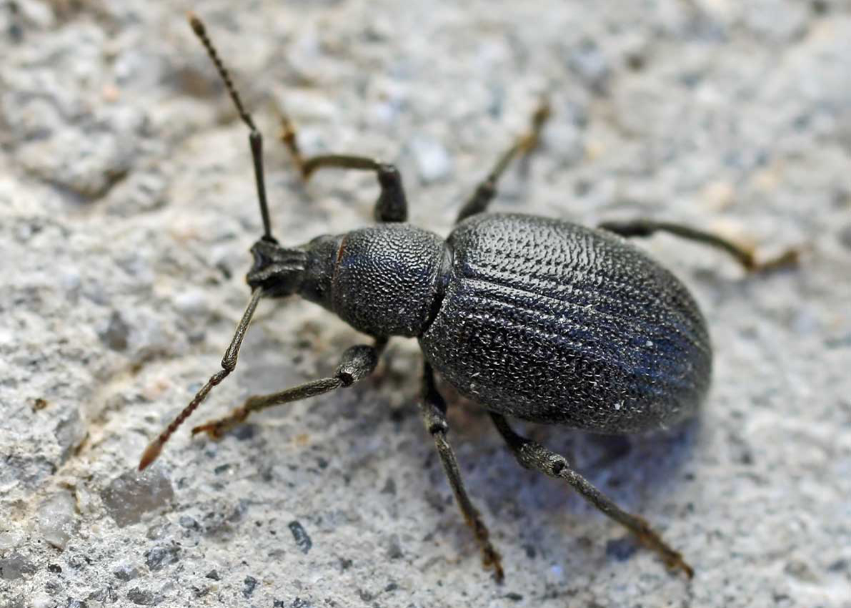Lilac root weevil