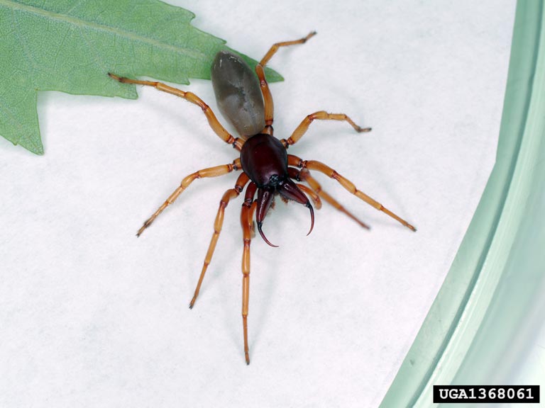 Woodlouse Spider