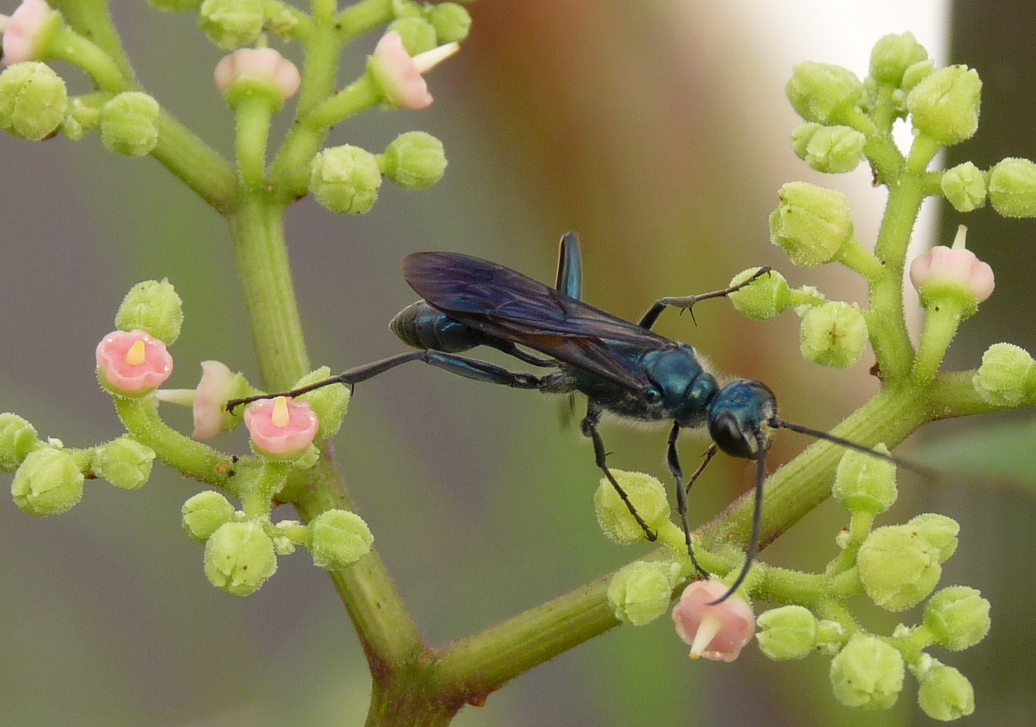 Blue mud wasp (Bruce Marlin, Wikimedia Commons)