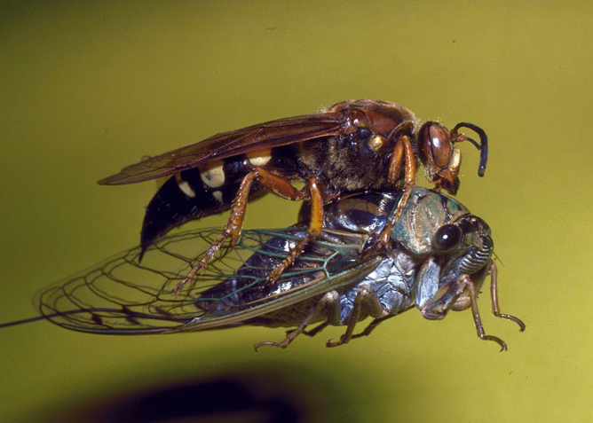 Cicada killer
